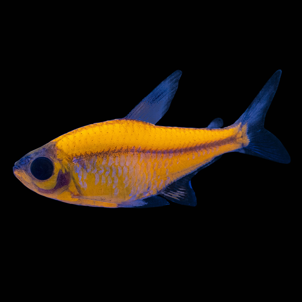 Orange store tetra fish